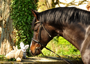 April 2019 - Impressionen - Trakehner Gestt Hmelschenburg 2019 - Foto: Beate Langels