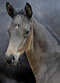 Fohlenschau in Hämelschenburg - Hengstfohlen von Summertime - Kostolany