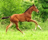 Impressionen vom Juni 2021 - Trakehner Gestt Hmelschenburg  - Foto: Beate Langels