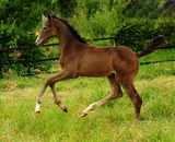 Impressionen vom Juni 2021 - Trakehner Gestt Hmelschenburg  - Foto: Beate Langels