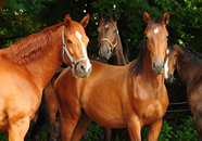 Impressionen vom Juni 2021 - Trakehner Gestt Hmelschenburg  - Foto: Beate Langels