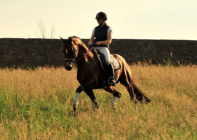 High Motion von Saint Cyr im Juni 2020 - Foto: Beate Langels - Trakehner Gestt Hmelschenburg