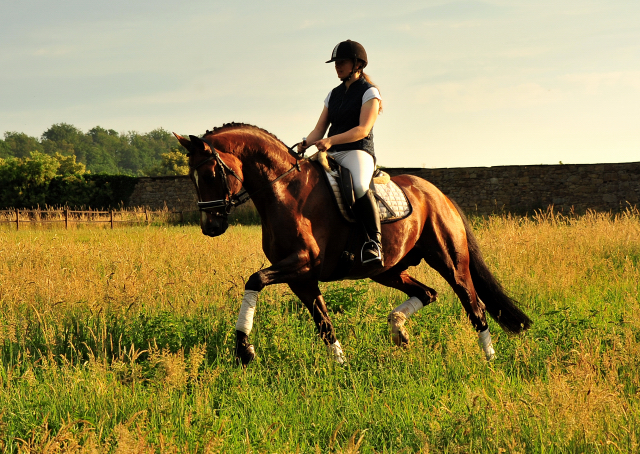 High Motion von Saint Cyr im Juni 2020 - Foto: Beate Langels - Trakehner Gestt Hmelschenburg