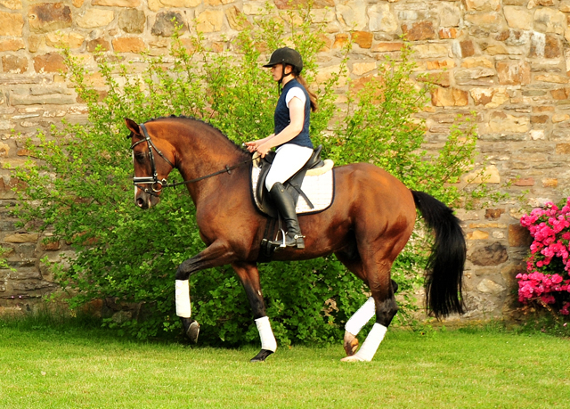 High Motion von Saint Cyr im Juni 2020 - Foto: Beate Langels - Trakehner Gestt Hmelschenburg