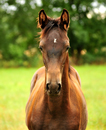 Juli und August - Impressionen - Trakehner Gestt Hmelschenburg 2018 - Foto: Beate Langels