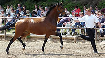 HAGE's BEST - Zweijähriger Hengst von Freudenfest - Exclusiv