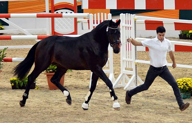 Trakehner Hengst von Saint Cyr u.d. Pr.St. Under the moon v. Easy Game - Herzkristall , Foto: Beate Langels - Trakehner Gestt Hmelschenburg