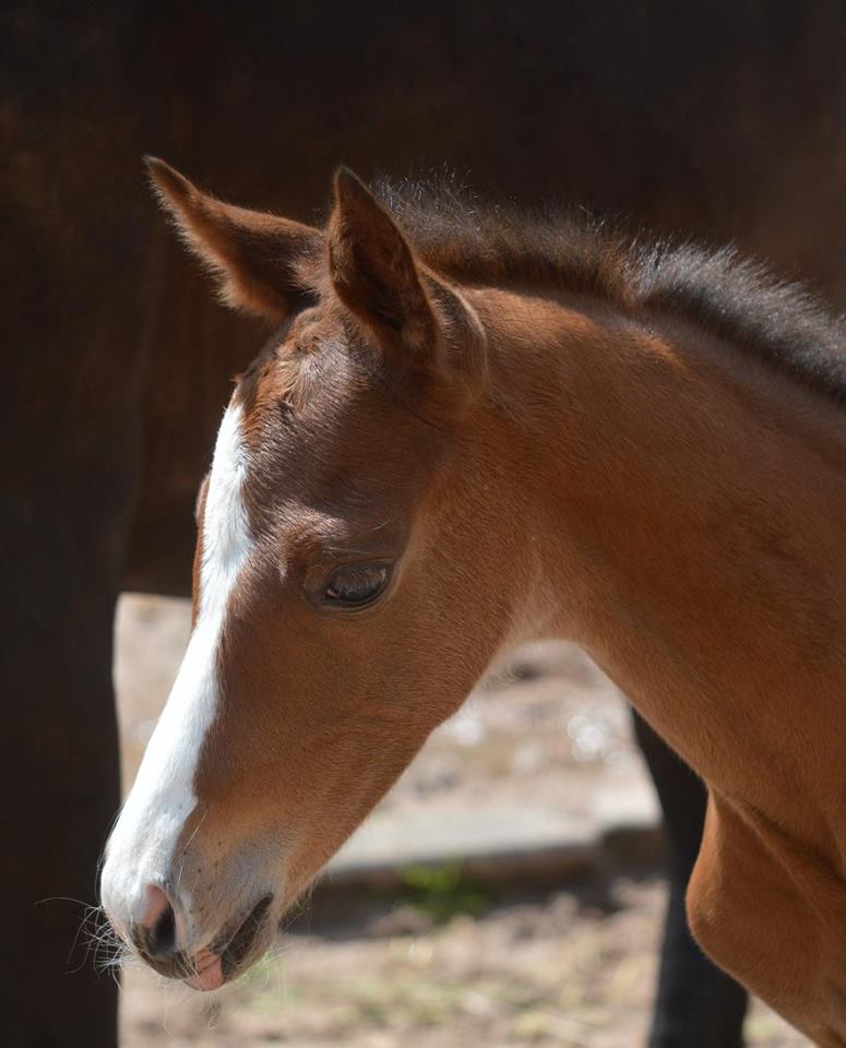 Trakehner Hengstfohlen von High Motion u.d. Pr.St. Unforgettable v. Prince Patmos - Trakehner Gestt Hmelschenburg Beate Langels