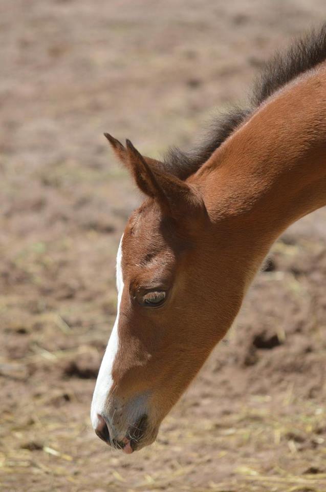 Trakehner Hengstfohlen von High Motion u.d. Pr.St. Unforgattable v. Prince Patmos - Herzkristall , Foto: Alexandra Becker - Trakehner Gestt Hmelschenburg