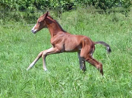 Trakehner Hengstfohlen von High Motion u.d. Pr.St. Unforgattable v. Prince Patmos - Herzkristall , Foto: Alexandra Becker - Trakehner Gestt Hmelschenburg