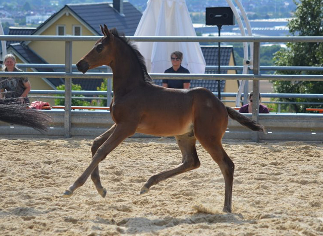 Hengstfohlen von Saint Cyr u.d. Pr.St. Under the moon v. Easy Game - Foto: Alexandra Becker