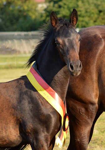 Under Amour - Colt by Saint Cyr out of Pr.St. Under the moon by Easy Game - Foto: Alexandra Becker
