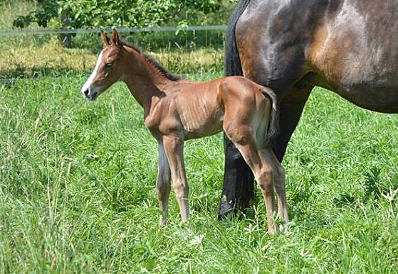Trakehner Hengstfohlen von High Motion u.d. Pr.St. Unforgattable v. Prince Patmos - Herzkristall , Foto: Alexandra Becker - Trakehner Gestt Hmelschenburg
