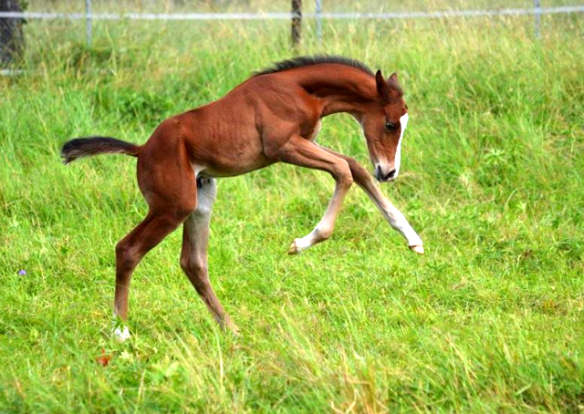 Trakehner Hengstfohlen von High Motion u.d. Pr.St. Unforgattable v. Prince Patmos - Herzkristall , Foto: Alexandra Becker - Trakehner Gestt Hmelschenburg