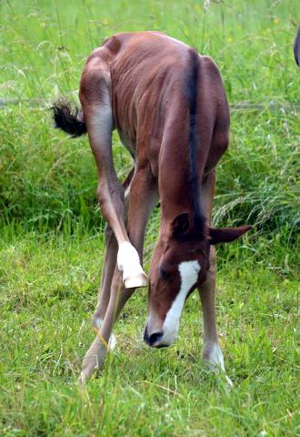 Trakehner Hengstfohlen von High Motion u.d. Pr.St. Unforgattable v. Prince Patmos - Herzkristall , Foto: Alexandra Becker - Trakehner Gestt Hmelschenburg