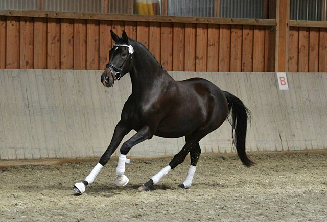 Trakehner Prmienanwrterin Upper class Ziva von Saint Cyr u.d. Pr.St. Under the moon v. Easy Game u.d. Pr.St. Umbra v. 
Herzkristall , Foto: A. Becker - Trakehner Gestt Hmelschenburg