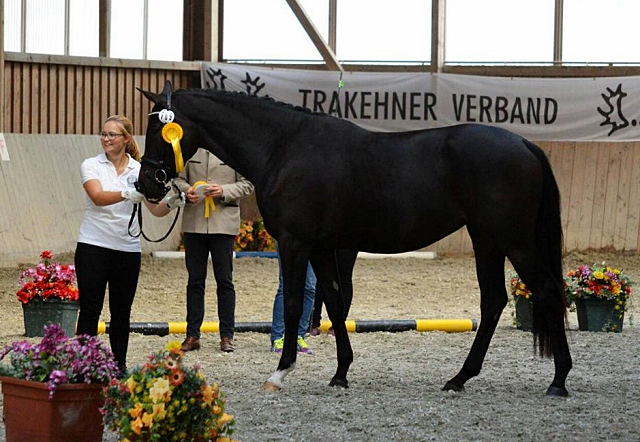 Trakehner Prmienanwrterin Upper class Ziva von Saint Cyr u.d. Pr.St. Under the moon v. Easy Game u.d. Pr.St. Umbra v. 
Herzkristall , Foto: A. Becker - Trakehner Gestt Hmelschenburg