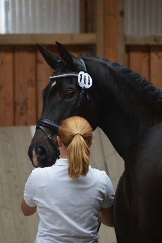 Trakehner Prmienanwrterin Upper class Ziva von Saint Cyr u.d. Pr.St. Under the moon v. Easy Game u.d. Pr.St. Umbra v. 
Herzkristall , Foto: A. Becker - Trakehner Gestt Hmelschenburg