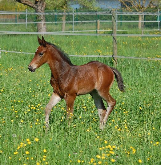 Trakehner Hengstfohlen von Saint Cyr u.d. Pr.St. Under the moon v. Easy Game u.d. Pr.St. Umbra v. Herzkristall , Foto: A. Becker - Trakehner Gestt Hmelschenburg