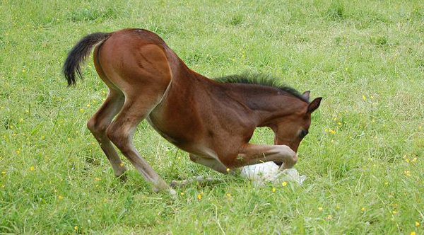 Trakehner Hengstfohlen von Saint Cyr u.d. Pr.St. Under the moon v. Easy Game u.d. Pr.St. Umbra v. Herzkristall , Foto: A. Becker - Trakehner Gestt Hmelschenburg