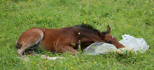 Trakehner Hengstfohlen von Saint Cyr u.d. Pr.St. Under the moon v. Easy Game u.d. Pr.St. Umbra v. Herzkristall , Foto: A. Becker - Trakehner Gestt Hmelschenburg