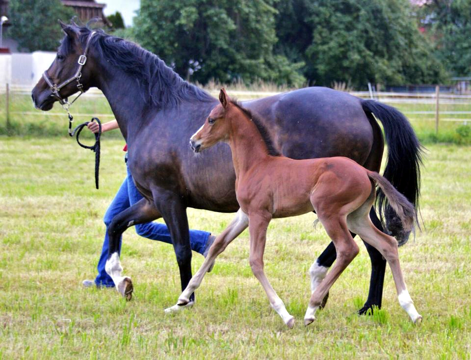 Trakehner Hengstfohlen von High Motion u.d. Pr.St. Unforgattable v. Prince Patmos - Herzkristall , Foto: Alexandra Becker - Trakehner Gestt Hmelschenburg