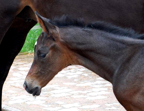 Trakehner Stutfohlen von Saint Cyr u.d. Pr.St. Under the moon v. Easy Game u.d. Pr.St. Umbra v. Herzkristall , Foto: A. Becker - Trakehner Gestt Hmelschenburg