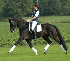 Trakehner Hengst Alter Fritz v. Chardonnay - Kokoschka