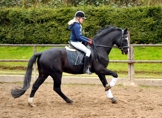 Alter Fritz und Pauline - Trakehner Gestüt Hämelschenburg - Beate Langels