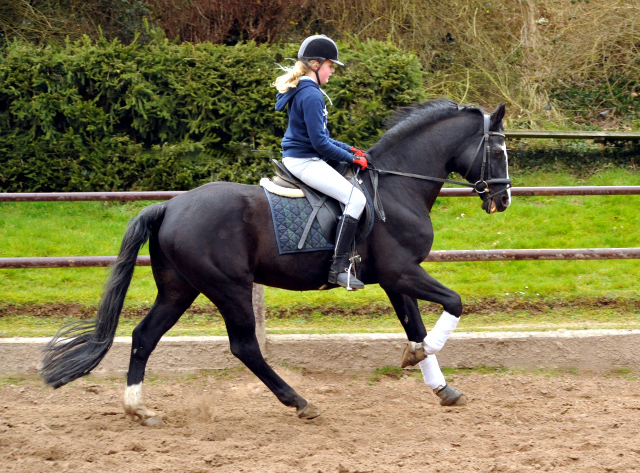 Alter Fritz und Pauline - Trakehner Gestüt Hämelschenburg - Beate Langels