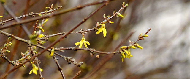 Trakehner Gestüt Hämelschenburg - Beate Langels
