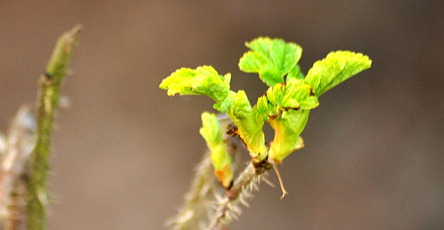 Trakehner Gestüt Hämelschenburg - Beate Langels