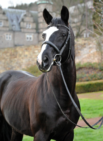 Trakehner Hengst ALTER FRITZ von Chardonnay - Hmelschenburg am 29. Dezember 2012, Foto: Beate Langels, Trakehner Gestt Hmelschenburg - Beate Langels