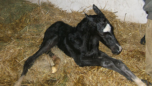 wenige Stunden alt: Stutfohlen von Alter Fritz, Foto: Andre Werschmoeller