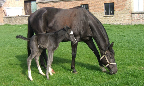 Trakehner Stutfohlen von Alter Fritz u.d. Harfe v. Catarakt, Zchter: Andr Werschmller, Schwasdorf