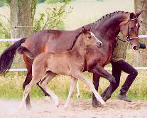 Trakehner Stutfohlen von Alter Fritz - Kostolany