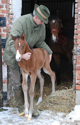 1 day old: Trakehner Filly by Alter Fritz out of Schwalbenfee by Freudenfest - Foto: Beate Langels