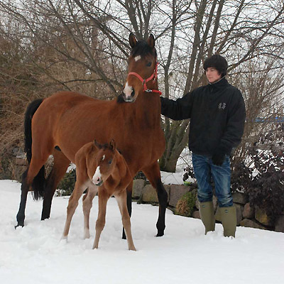 1 day old: Trakehner Filly by Alter Fritz out of Schwalbenfee by Freudenfest - Foto: Beate Langels