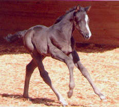 Trkehnre colt by Alter Fritz - Exclusiv - Kostolany