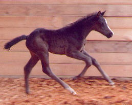 Trakehner colt by Alter Fritz - Exclusiv - Kostolany