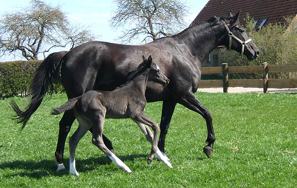 1 Woche alt: Trakehner Stutfohlen von Alter Fritz u.d. Harfe v. Catarakt, Zchter: Andr Werschmller, Schwasdorf