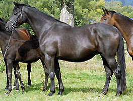 Elitestute Agatha Christy v. Showmaster - Marduc