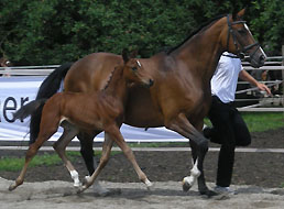 Siegerfohlen: Hengstfohlen von Summertime x Saint Cloud, Zchterin: Simone Aigner