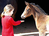Isabel und unsere Fohlen