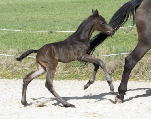 30 Mrz 2017 - Hengstfohlen von Saint Cyr u.d.  Schiemanen v. Summertime u.d. Pr.u.StPrSt. Sareiken II v. Tycoon - Foto: Gestt Siebert-Jung