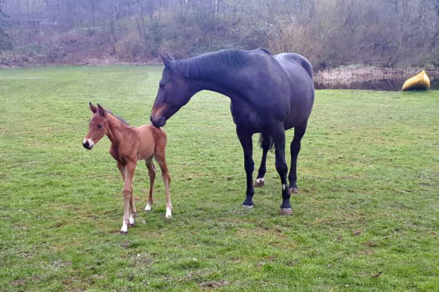 Hengstfohlen von High Motion u.d. Gundell - Foto: Forsthaus Tiergarten, Lneburg