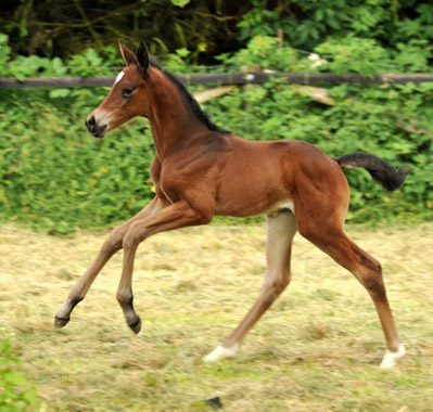 Stutfohlen von Easton u.d. Pr.St. Anjana v. Freudenfest u.d. Elitestute Agatha Christy v. Showmaster, Foto: Beate Langels