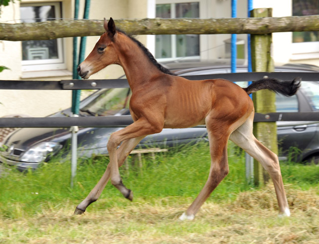 Stutfohlen von Easton u.d. Pr.St. Anjana v. Freudenfest u.d. Elitestute Agatha Christy v. Showmaster, Foto: Beate Langels