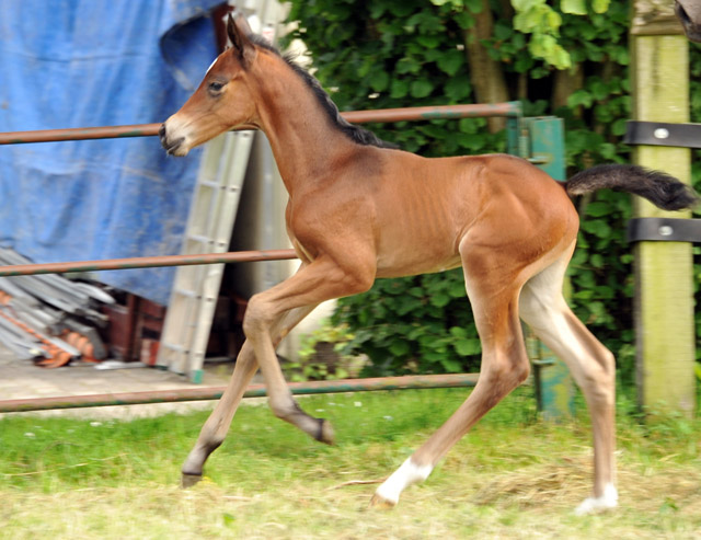 Stutfohlen von Easton u.d. Pr.St. Anjana v. Freudenfest u.d. Elitestute Agatha Christy v. Showmaster, Foto: Beate Langels