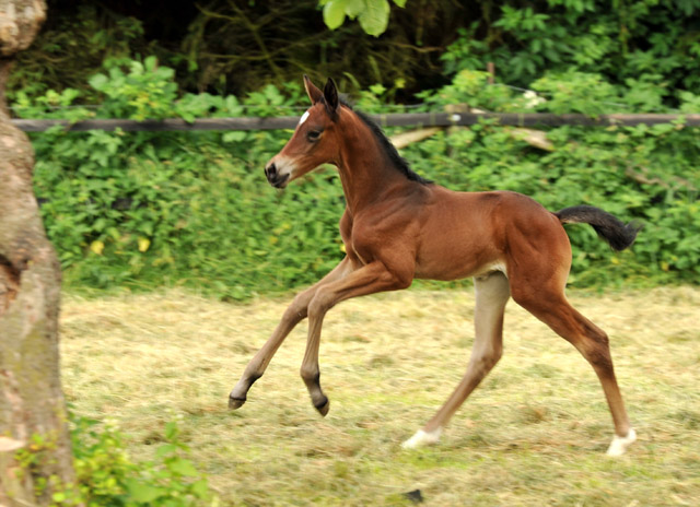 Stutfohlen von Easton u.d. Pr.St. Anjana v. Freudenfest u.d. Elitestute Agatha Christy v. Showmaster, Foto: Beate Langels